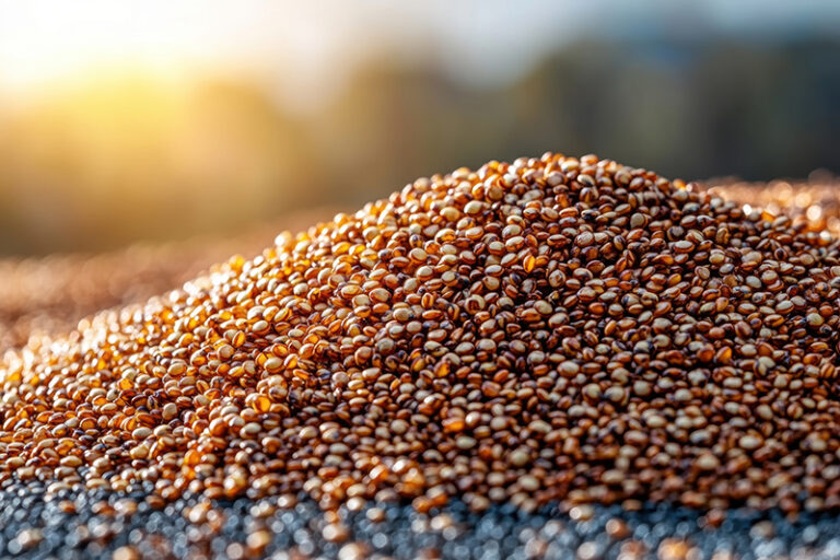 Precision Sorting: The Future of Rice, Millet & Grain Processing Machinery